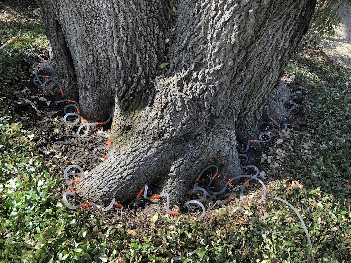 Detailed Tree Cabling and Bracing job site in Arma