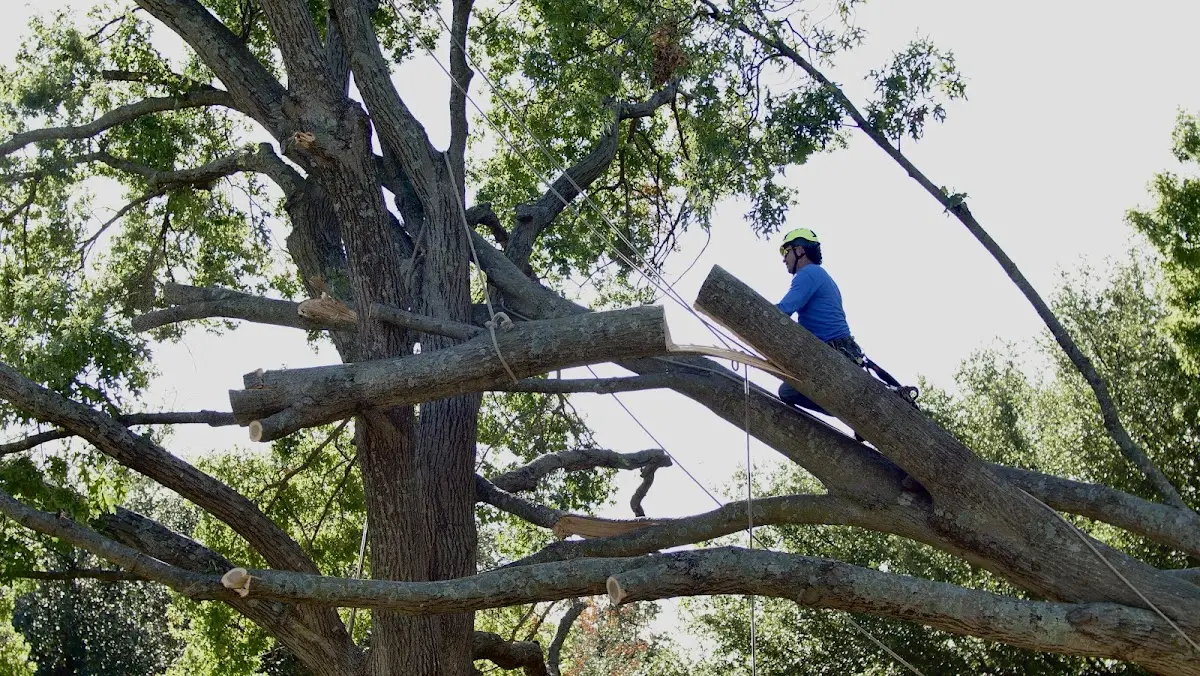 Professional Crown Thinning performed by certified arborists in Arma