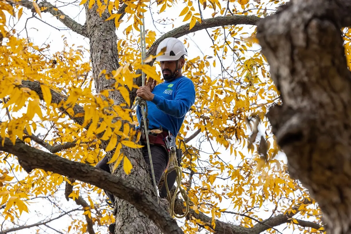 Skilled Tree Trimming crew working in Arma